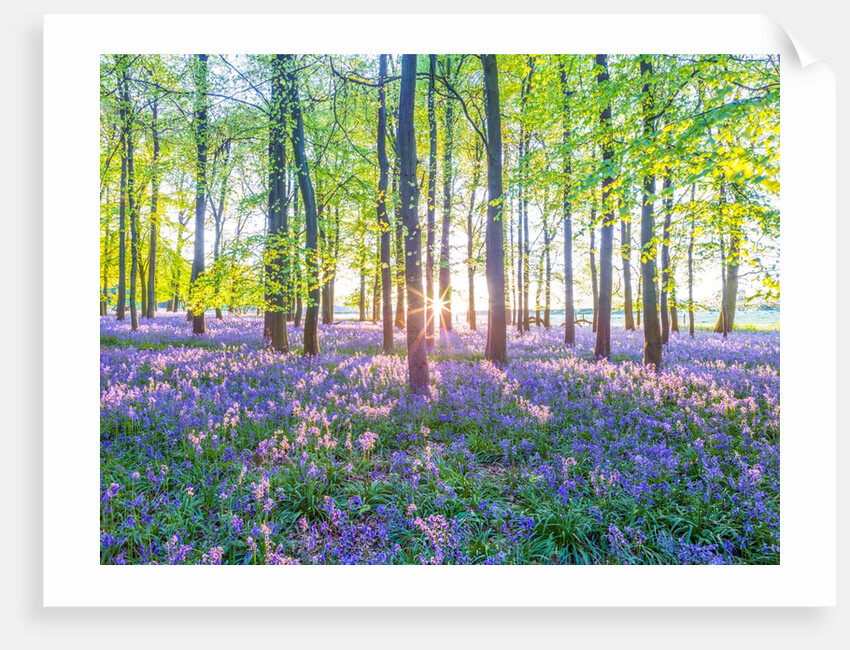 Bluebells by Assaf Frank